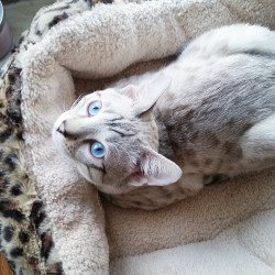 awwww-cute:  My mini snow leopard loafing