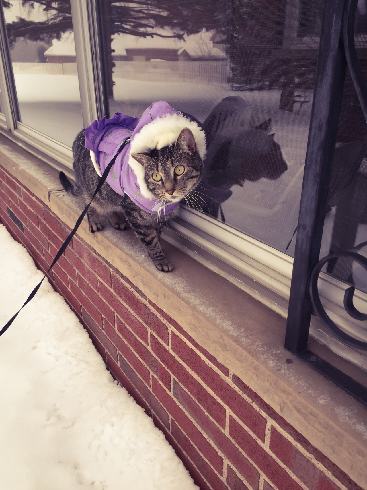 derpycats