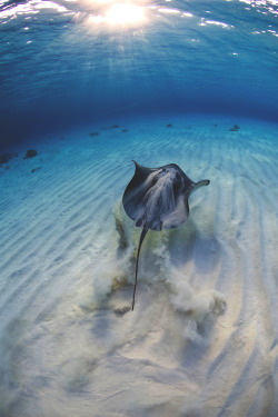 Stingray-Cayman-Sandbar 502