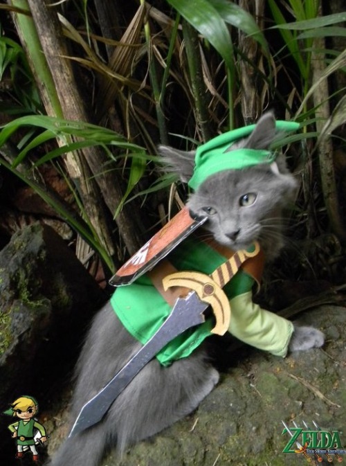 caterville:Link CatsToday’s theme: Gamer Cats. 