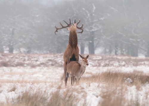 stormxpadme: stunningpicture: Majestic as Fuck The doe looks so unbelievably bored. Yes, deer, you&a