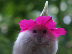 beggars-opera:  To anyone who is having a bad day, I give you this hamster wearing a flower hat. 