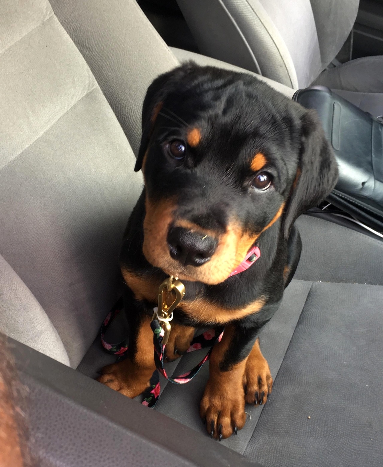 Puppies to the Rescue!