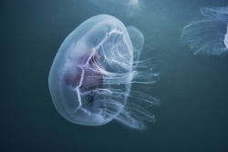 timwendrich:jellyfish