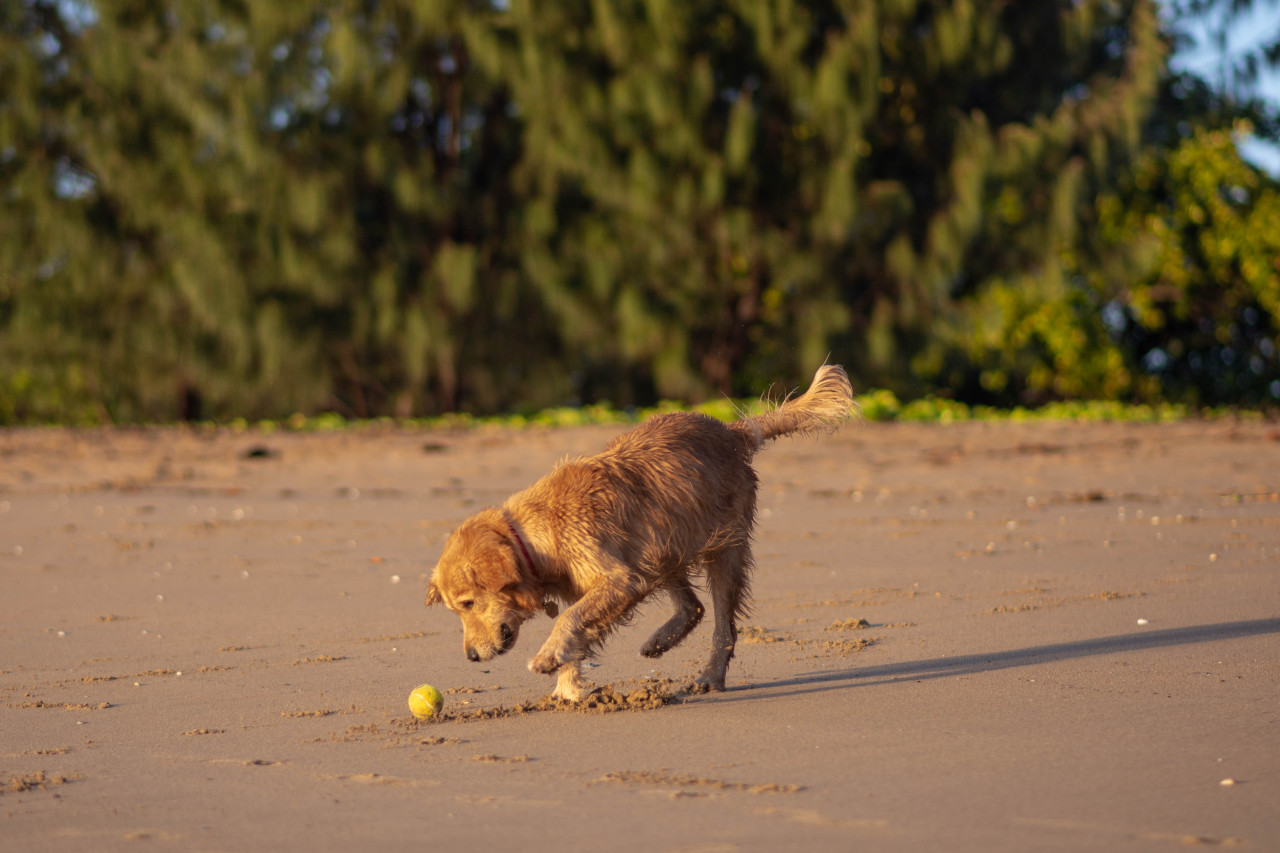 he was pouncing after this tennis ball like a kitten 