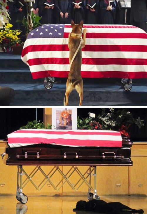 lil-pistol-bang-bang:  southernsideofme:  All Service Dogs Go To Heaven 🇺🇸  😭💚  Yep 👍🏾 