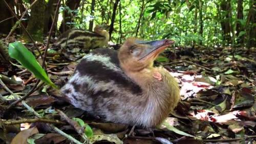 end0skeletal: Female cassowaries lay three to eight large, bright green or pale green-blue eggs in e