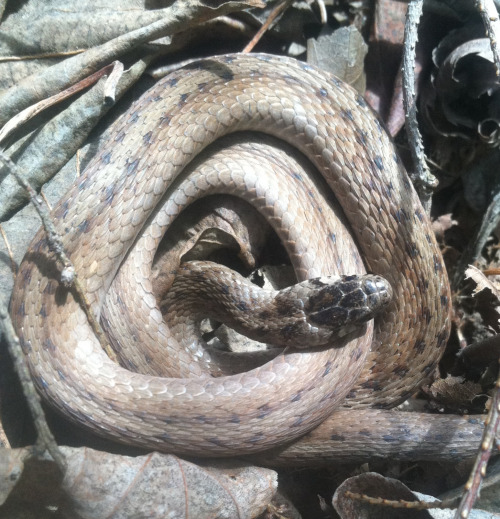 aww this little cutie was sunning himself in the garden. I came back an hour later and found him sle