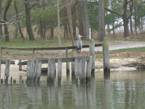 Great blue heron perched on wood at Bivalve, Maryland