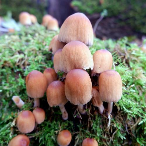 Fungi in the moss.