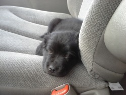 Such a cute puppy chilling in the car :)