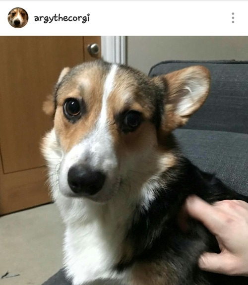 moar, please www.instagram.com/p/BPSXjzYgO-j/ By: www.instagram.com/argythecorgi/