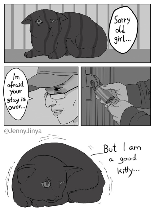 jenny-jinya: Full and finished short-story of the black cat.  Please have a heart for black pets in general, animals do not deserve this kind of hostility.  Please give credit when reposting, Thank you   :)