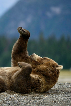 ilaurens:  Boxing Bear - By: (Olav Thokle)