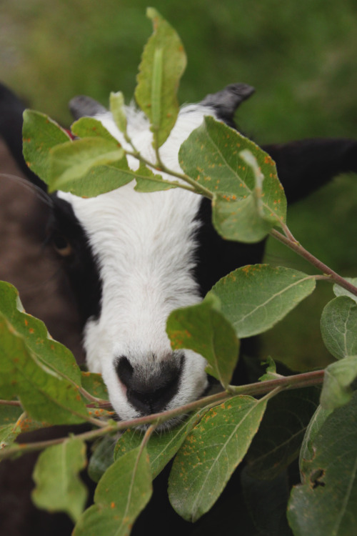 meghanmarinphotoart: How cute are goats???  meghanmarinphotoart.tumblr.com