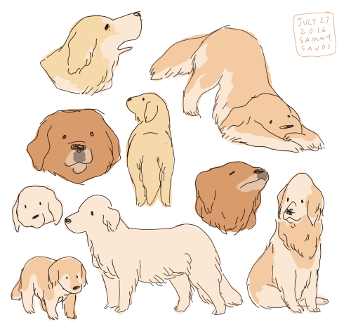 hamotzi:some golden retrievers! 