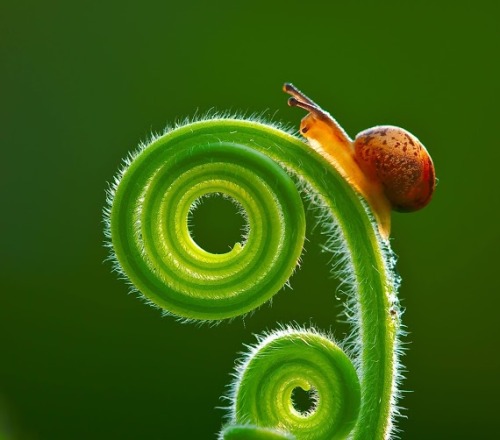 amazingphotoshare:  Green morning.  View full size ➡ imgcolony.com/U0   Cool micro photos