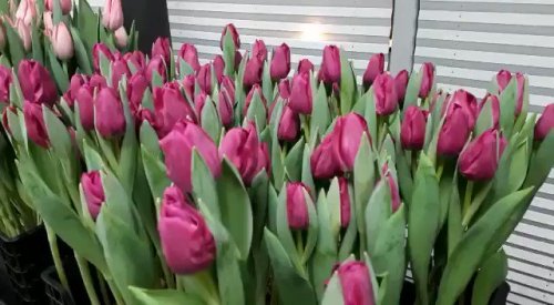 RT @tulips_holland: More colorful tulips from the indoor flowershows - CNB Lisse Wishing you a lovel