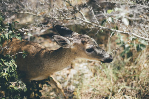 key deer, FLAsuper friendly lil fellas. instagram; @your.boy.samuel