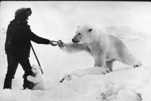 An explorer gives a can of condensed milk to a polar bear and her cubs.