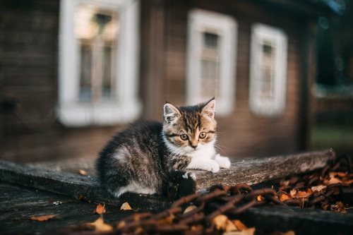 magic-spelldust:Autumn Kitty by Афиногенова Татьяна