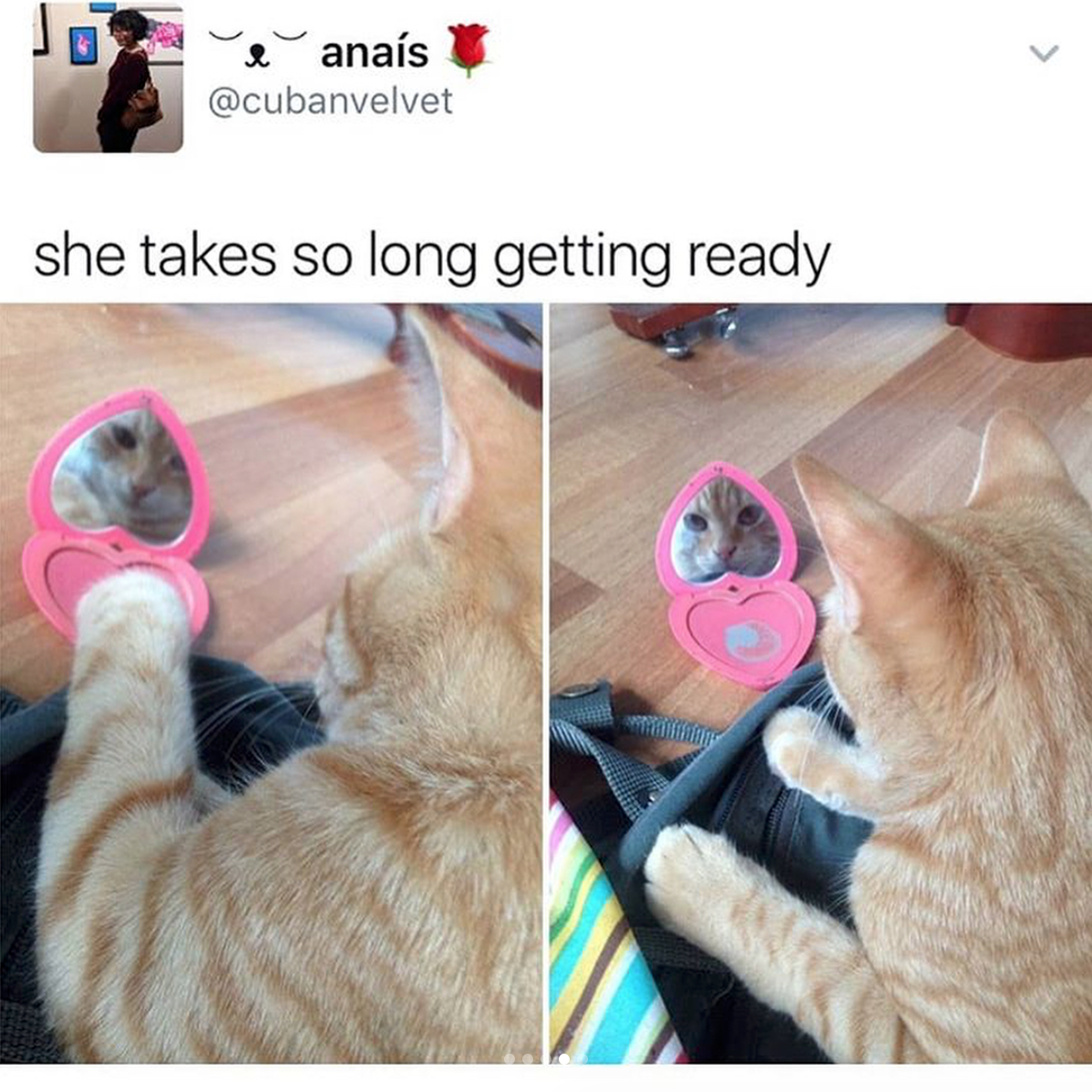 babyanimalgifs: Cat tweets