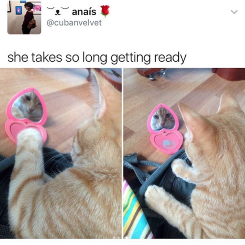 Sex babyanimalgifs: Cat tweets pictures