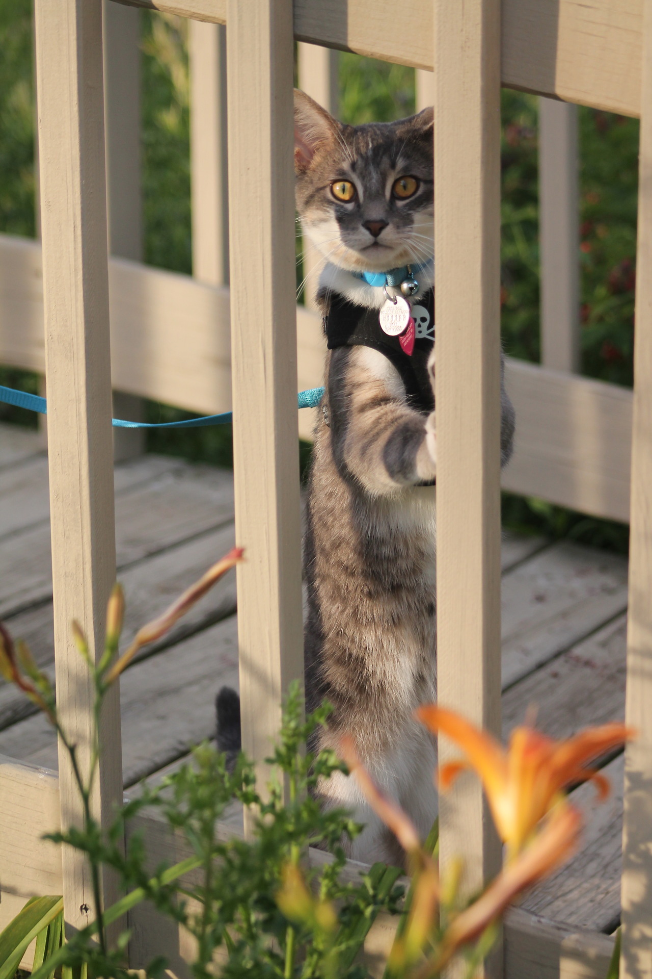 vet-and-wild:  Following my lengthy text post about why outdoor cats are bad, here’s