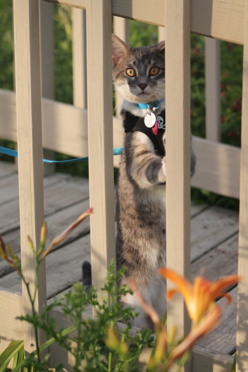 vet-and-wild:Following my lengthy text post about why outdoor cats are bad, here’s a lengthy photo p