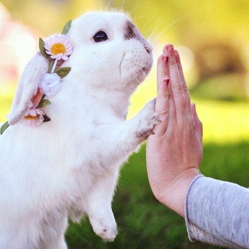 lily-the-leopard:princess-peachie:Angel bunny!! *o* The chosen one!!themonsterghost