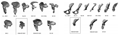 theolduvaigorge:Associated ilium and femur from Koobi Fora, Kenya, and postcranial diversity in earl