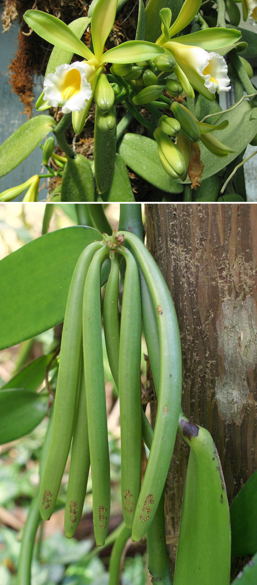 How Food Looks Before It’s Harvested.