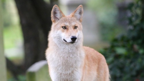 wilkpreriowy:A blonde eastern coyote (Canis latrans var.) Mount Auburn Cemetery, Cambridge, Massachu