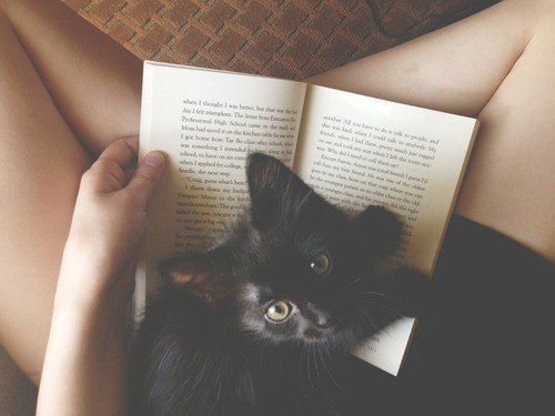 Black Cat Appreciation Post