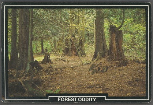 jellobiafrasays:forest oddity (postcard, c1970s)