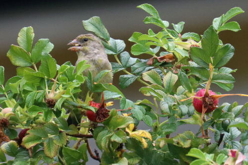 Greenfinch/grönfink.