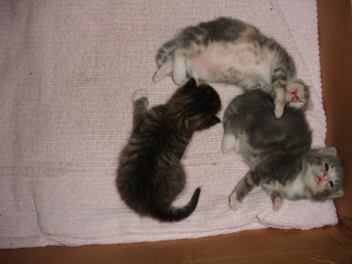 dixieandherbabies:dixieandherbabies:7/8/2009They are trying to open their eyes.  Dixie and her 