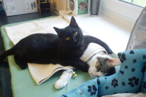 artwoonz:  I will tell you the story of the nurse cat radamenes  Incredible Nurse Cat From Poland Looks After Other Animals At Animal Shelter  Radamenes, an angelic little black cat in Bydgoszcz, Poland, has come through hell and high water to help the