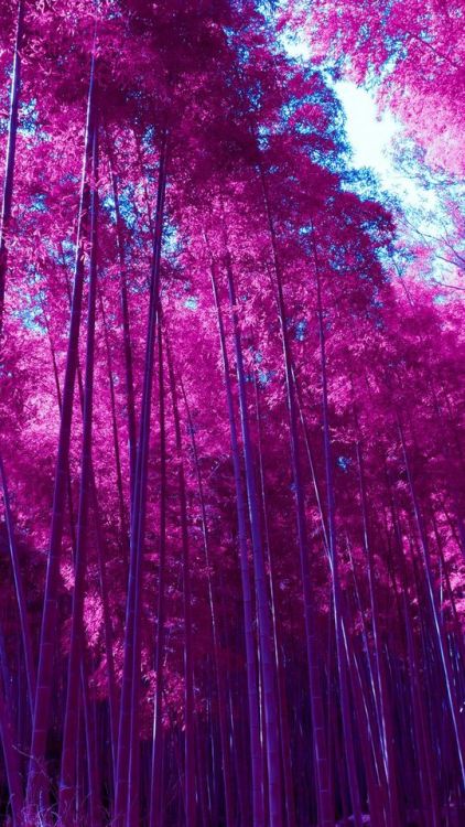 Arashiyama, bamboo grove, forest, Infrared pink, 1080x1920 wallpaper @wallpapersmug : bit.ly/