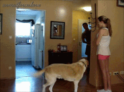 cerealbythecolor:  elliot-you-little-shit:  armedforceslove: Attempted scaring my husband coming home from work, he knew I was there I told him to go back and do it again, but to act scared this time! Instead of scaring him, apparently I airbended the