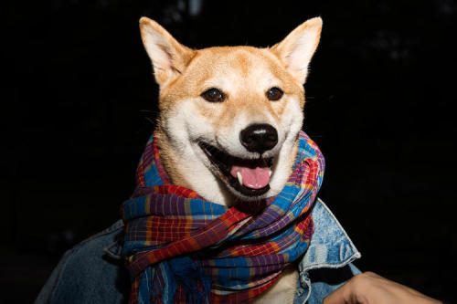 “Meet Menswear Dog, a Shiba Inu who is, by many accounts, the most stylish dog in the world.”
Why This Dog Makes $15,000 A Month