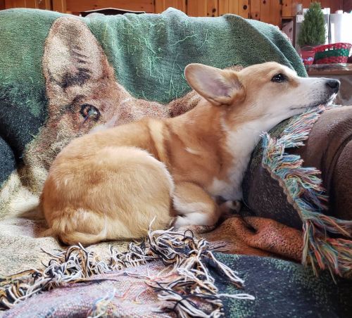 Sleepy or sulking?...#scotchthecorgi #corgi #corgis #corgiaddict #corgisofinstagram #ruffpost #cabin