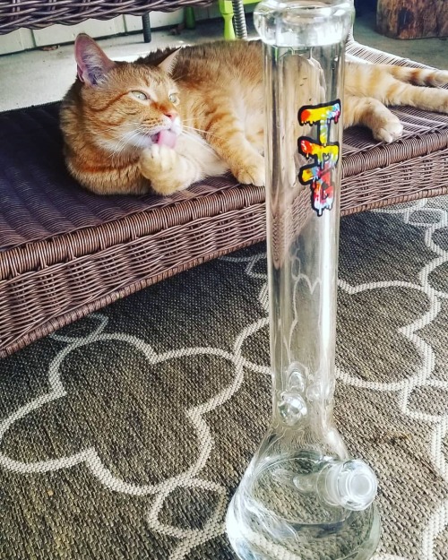 Almost nothing beats a freshly cleaned bong. I&rsquo;m gonna be putting this thing to work this 
