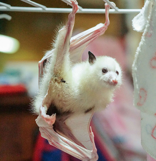 end0skeletal:Tal’ngay Dha’run the leucistic grey-headed flying fox was rescued in the town of Canung