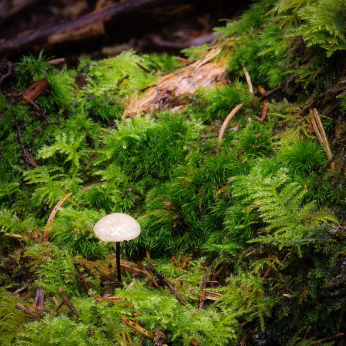 maximumcattimetravel:Små svampe i skovbunden