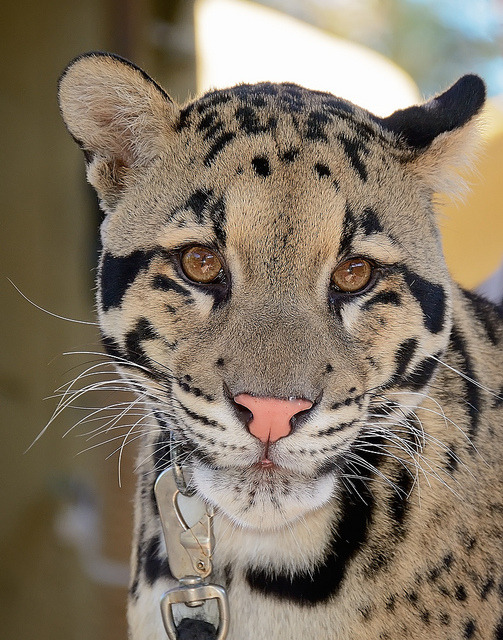 sdzoo:  Haui San by Clark Oden