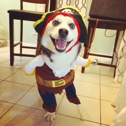 redditfront:  How a three legged dog celebrates howl-oween via http://ift.tt/1GNQbhd 