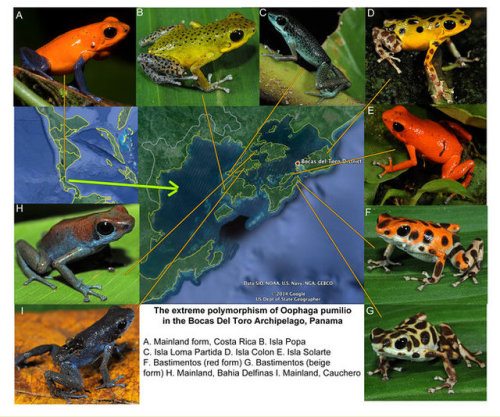 gamebird:toadschooled:Remarkably, all of the frogs shown here are of the same species. The strawberr