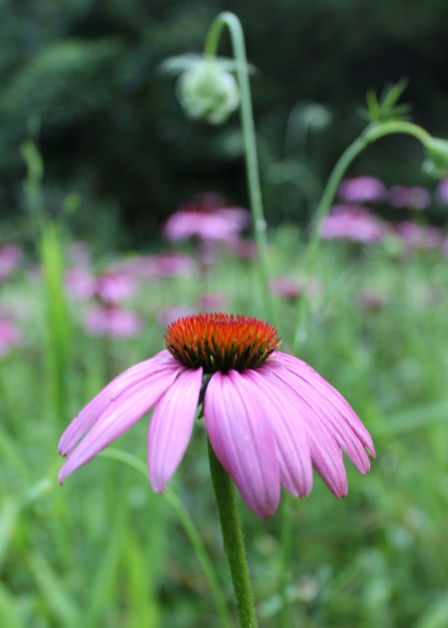 7.5.2014 Merlot Echinacea and her seedlings. Merlot has these beautiful tall wine red stems which we