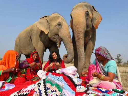 merelygifted: Local women make colourful jumpers for formerly abused animals after staff at conserv